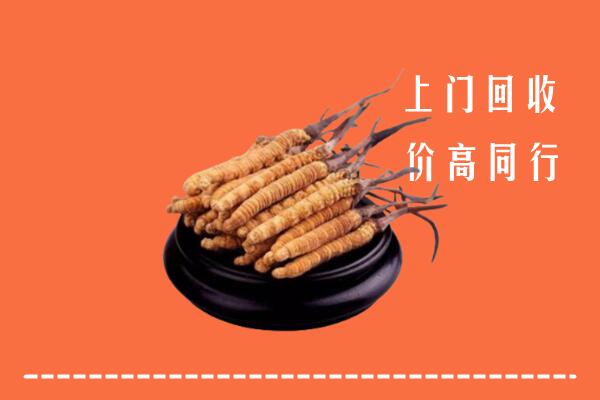 附近收购：上海市杨浦冬虫夏草回收多少钱每克