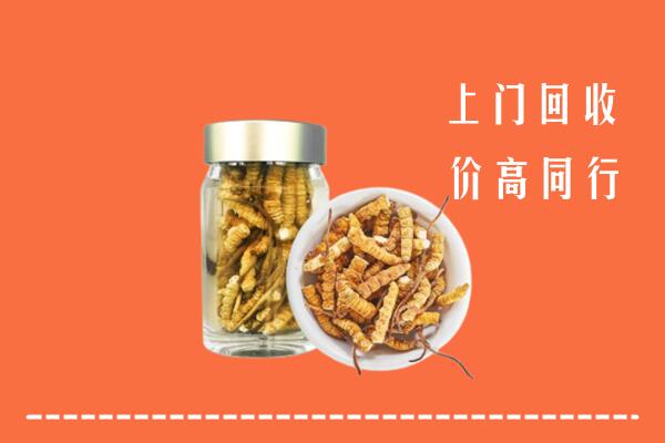 高价求购：上海市杨浦回收冬虫夏草
